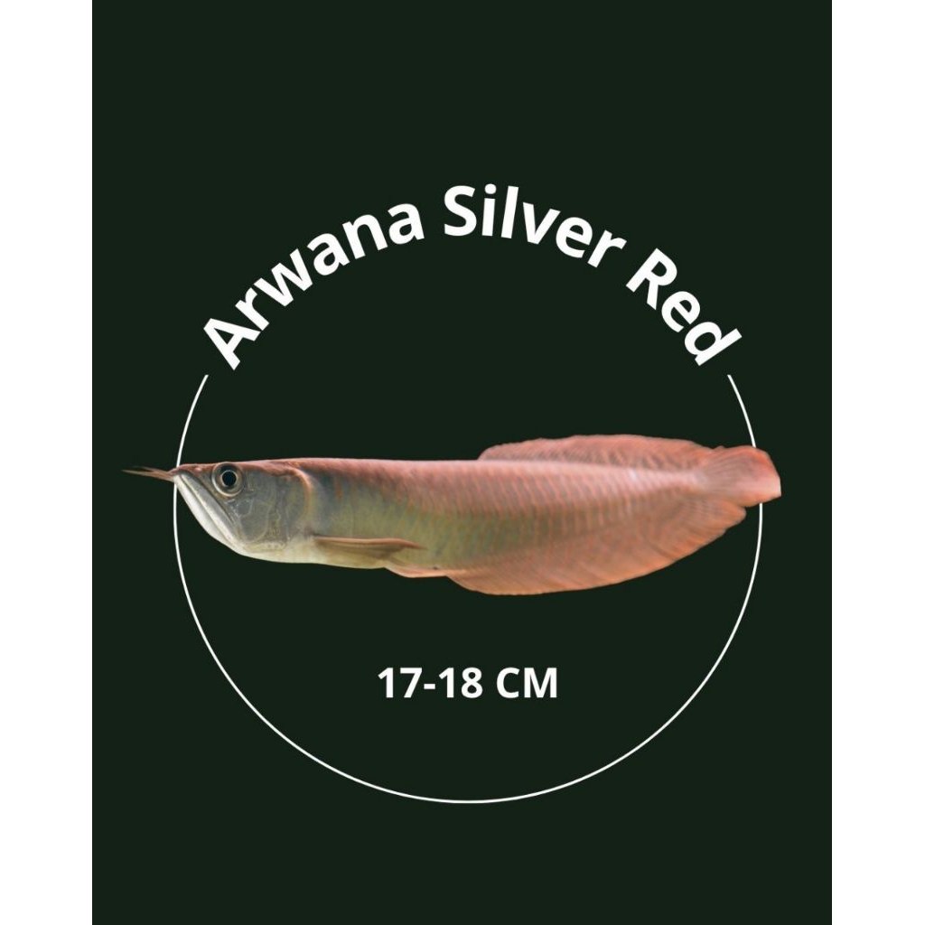 Arwana Silver Red Ukuran 17-18 cm Garansi Ikan Hidup