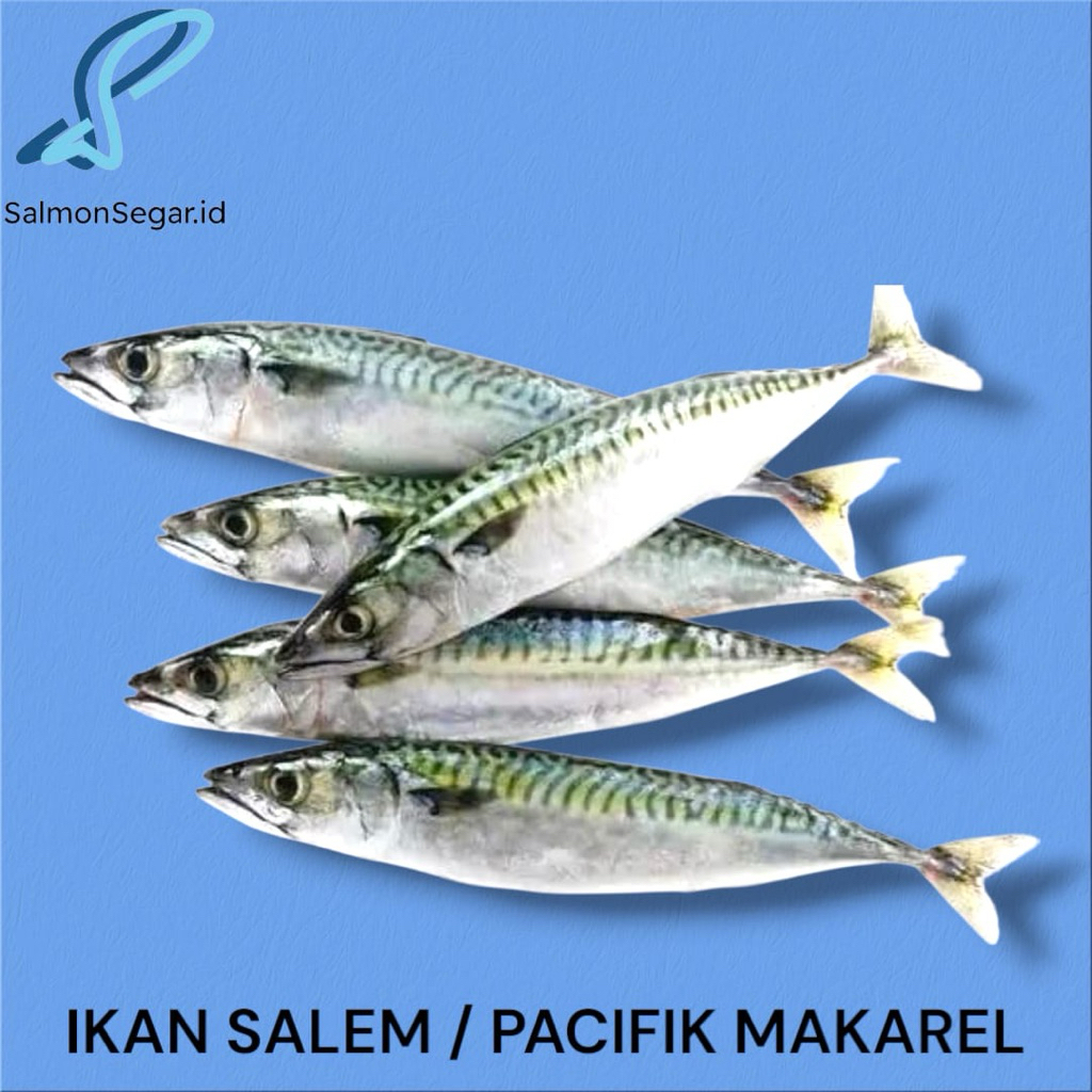 

Ikan Salem / Frozen Pacific Mackarel / Salem Import