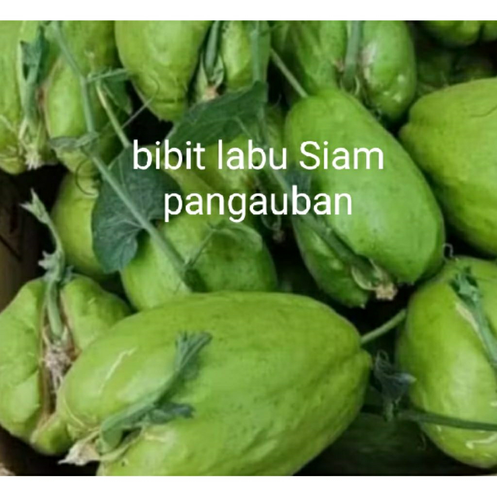 

bibit labu siam super