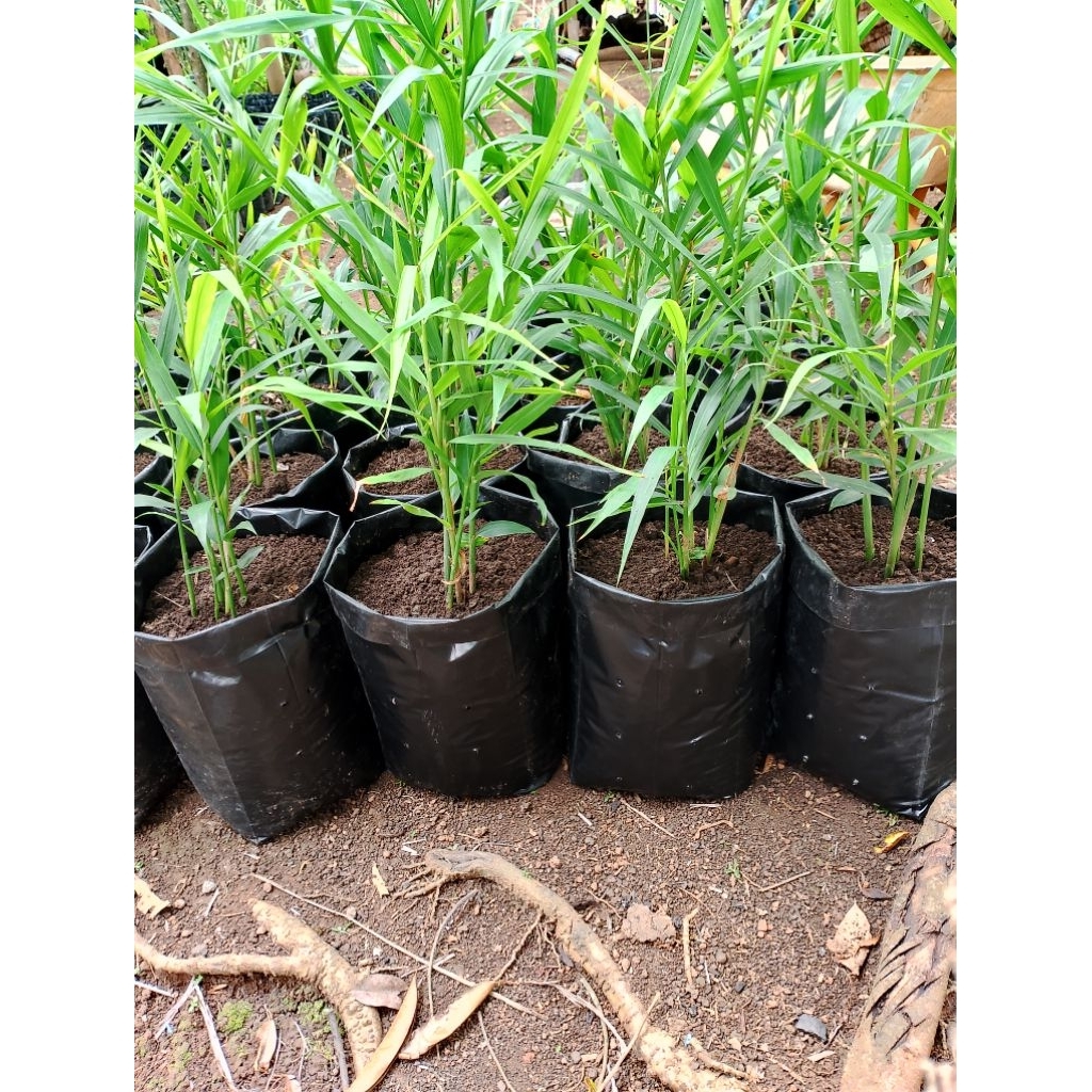 bibit jahe merah siap tanam