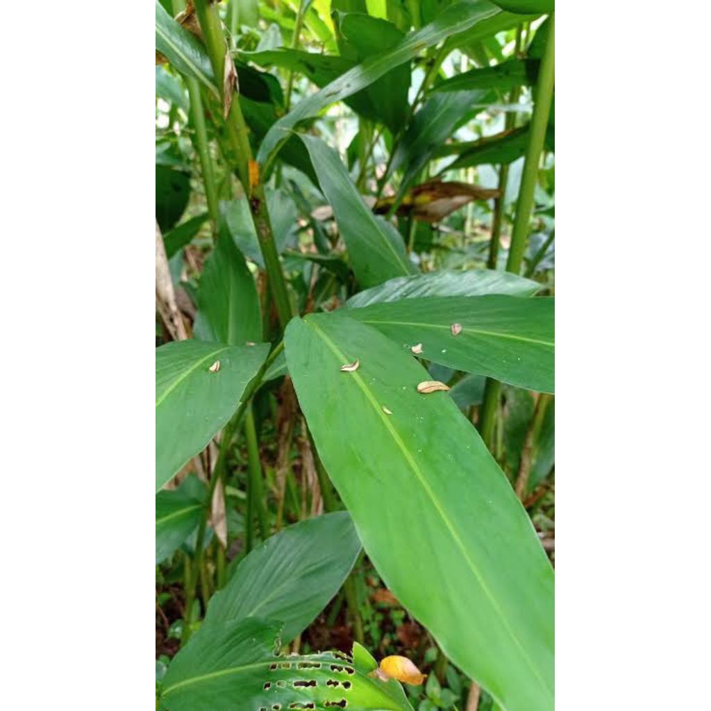 

Daun Kapulaga Segar Fresh Langsung Di Petik