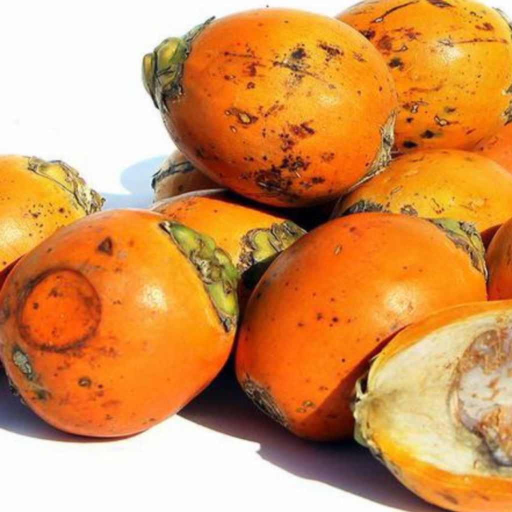 

ready stok buah pinang tua segar per 500gram