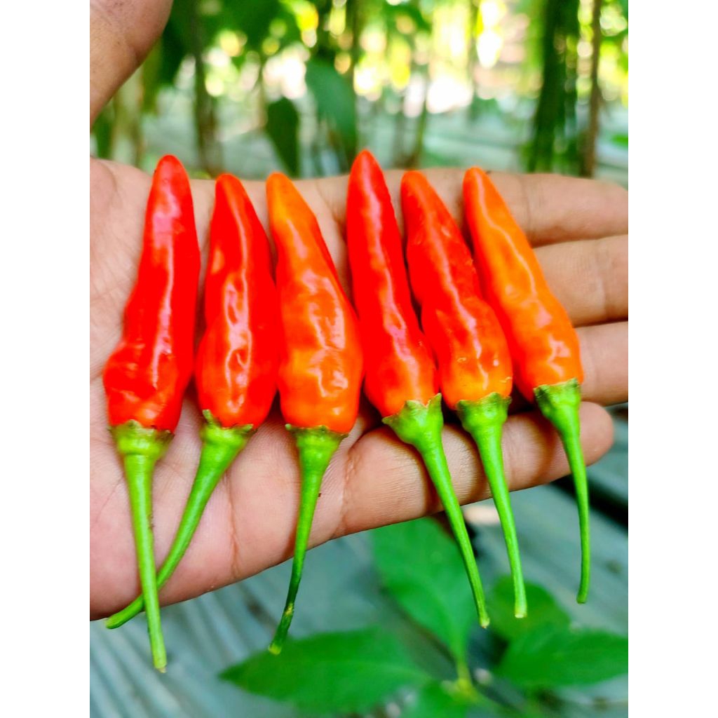 

CABE RAWIT MERAH SEGAR VARIATES ORI CABE TERPEDAS DIKELAS NYA