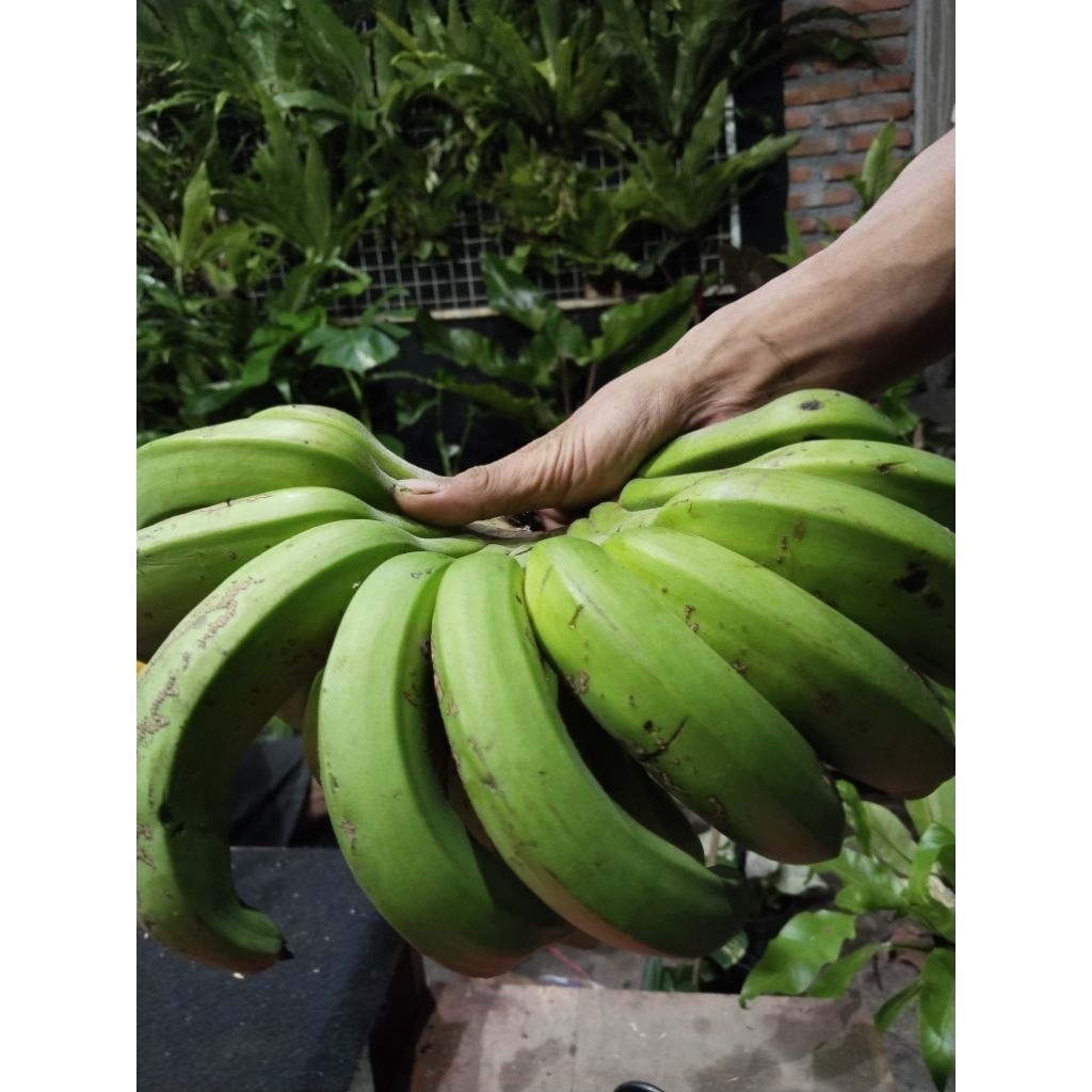 

1kg PISANG NANGKA RAJA NANGKA