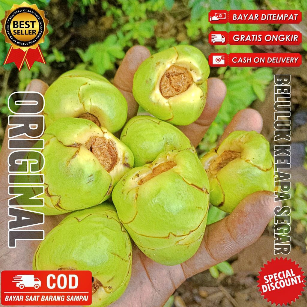 

Beluluk kelapa hijau 15 butir Beluluk kelapa gading 15 butir kecil segar fresh dipetik dadakan