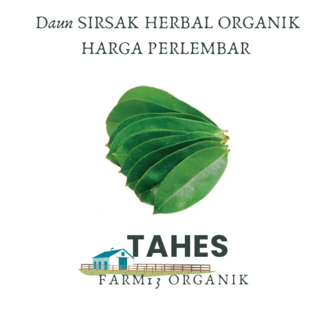 

Daun Sirsak Zurzak Mores Fresh Segar Order Langsung Petik ORGANIK TANPA PUPUK KIMIA