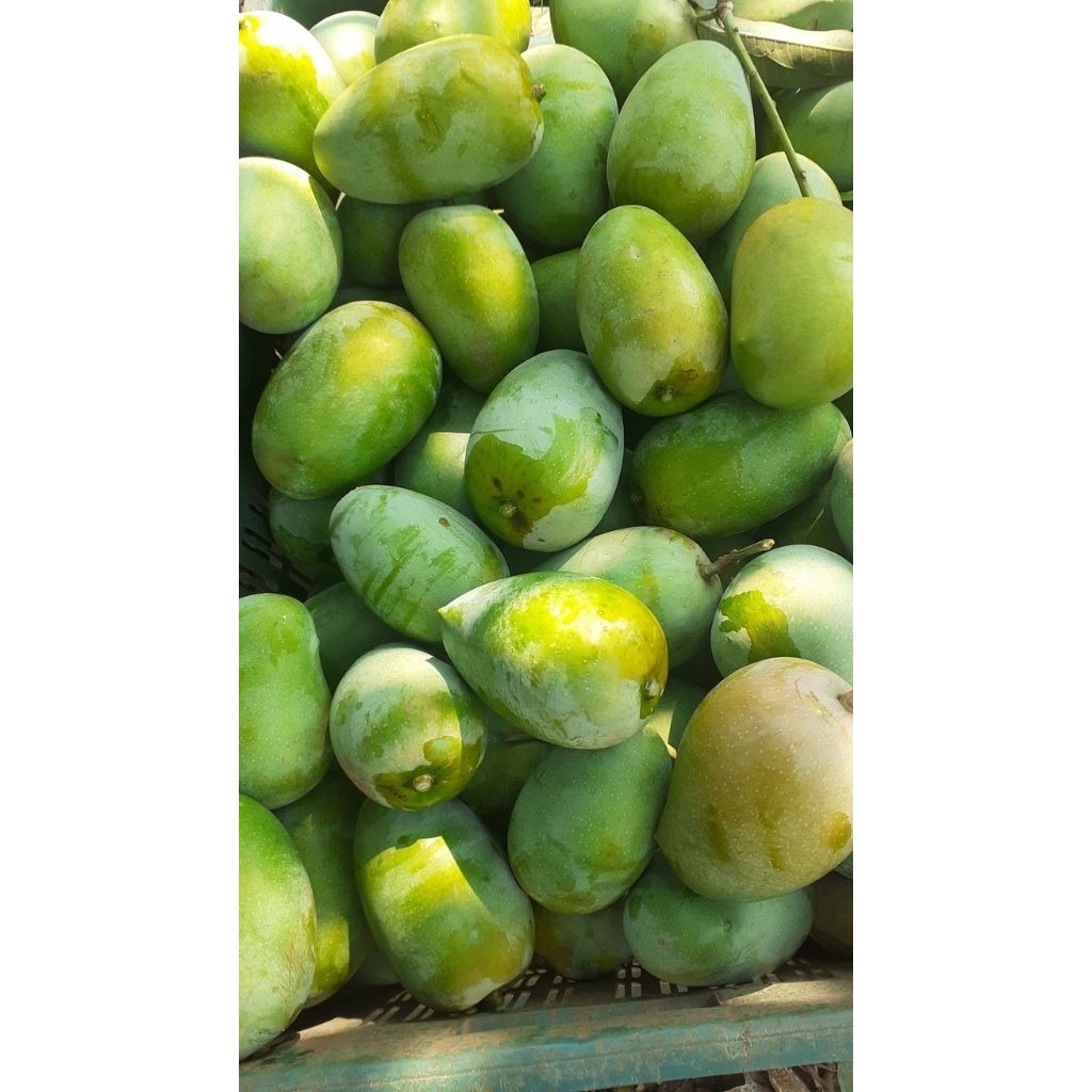 

mangga frees mangga muda mangga rujak 1kg