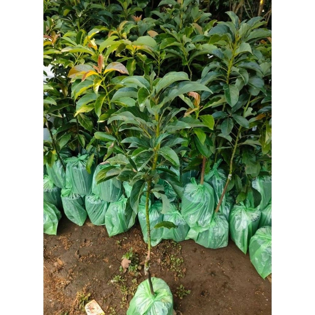 

BIBIT ALPUKAT SUPER JUMBO(TINGGI 80-1 METER)