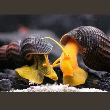 Yellow Rabbit snail keong aquascape