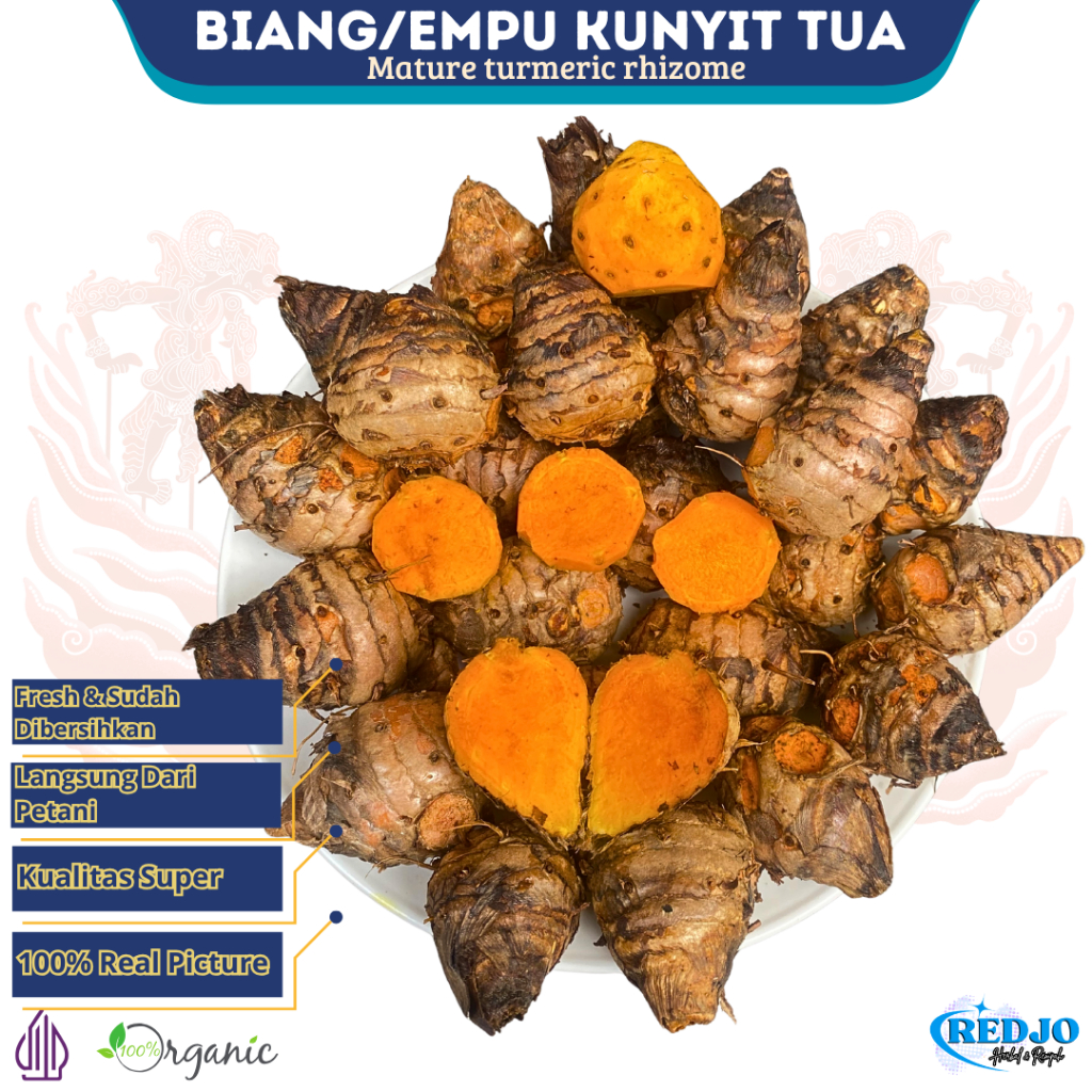 

Induk Kunyit Biang Empu Kunyit Kunir Segar Bersih 1Kg – Rimpang Utama Tua Premium Herbal & Bumbu Masak Tradisional Langsung Dari Petani