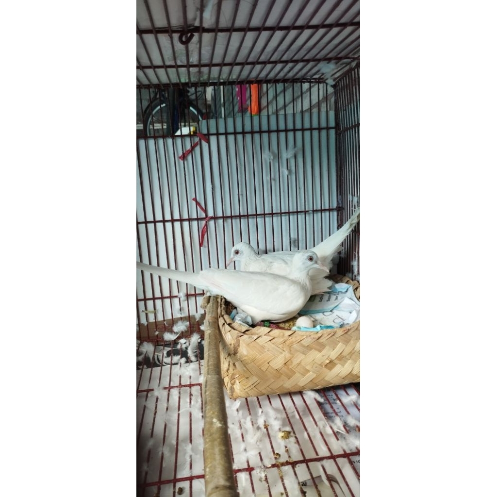 Burung Derkuku Albino Putih Mata Merah