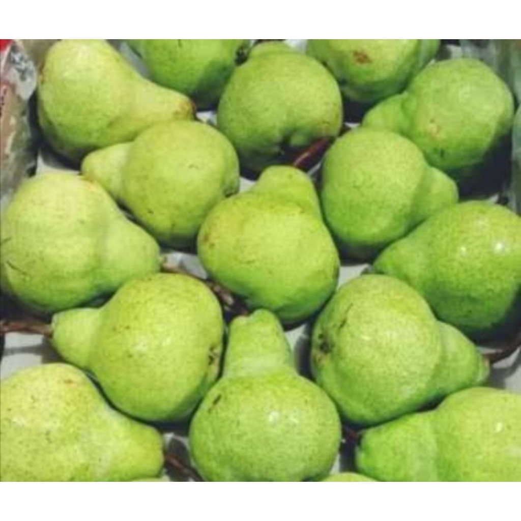 

Pear Hijau