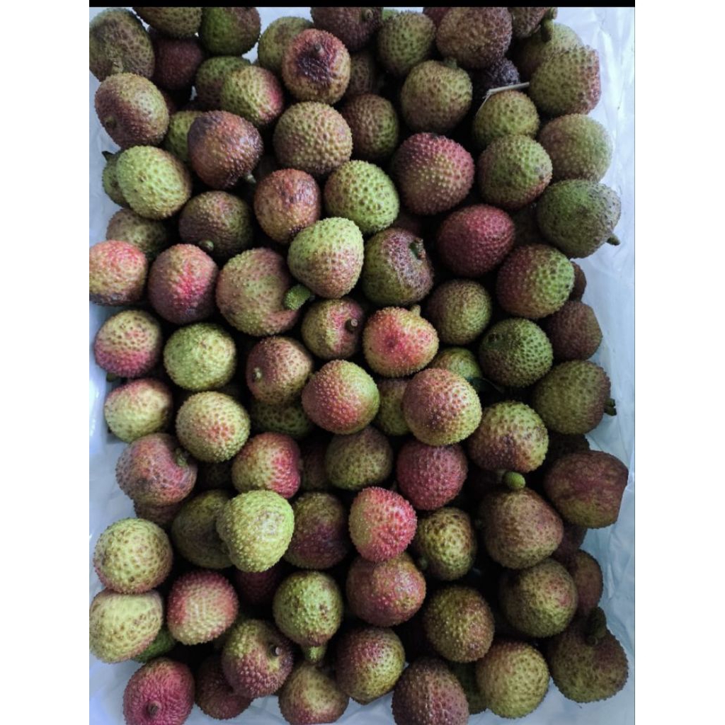 

leci hijau khusus semarang mohon baca deskripsi