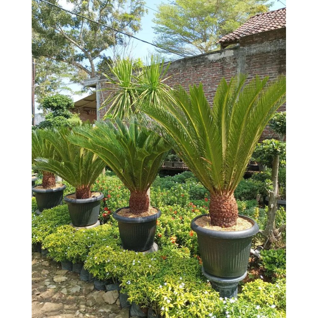 tanaman hias sikas gede rimbun tinggi 1 meter