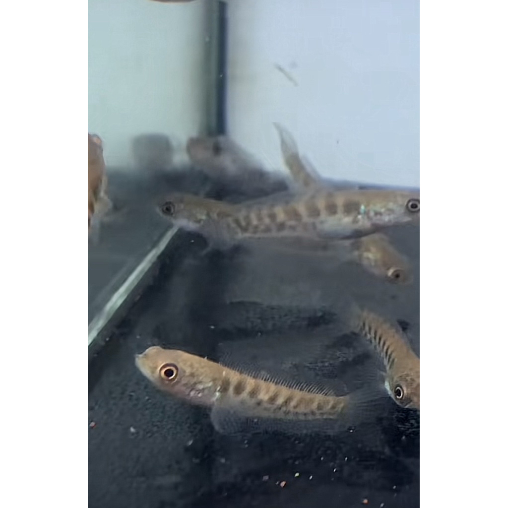 auranti maculata (Singgel tank)