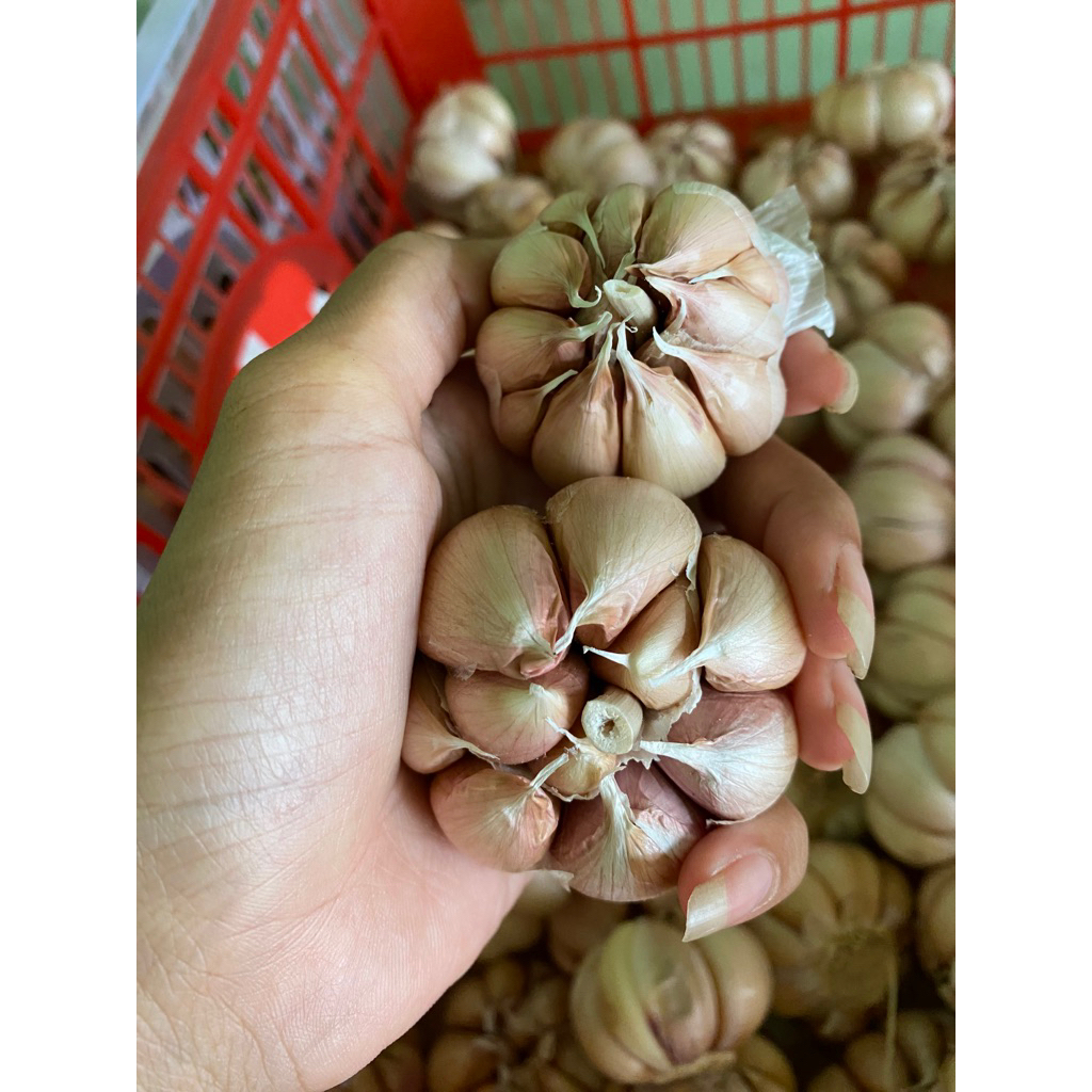 

bawang putih sinco 29.899