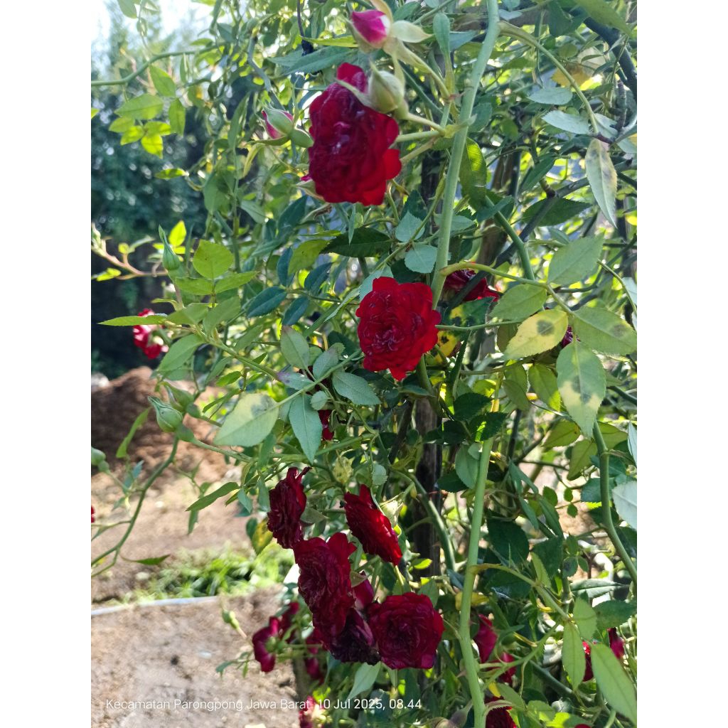 bunga jenis mawar cantik