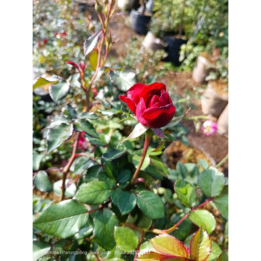 jenis bunga mawar cantik