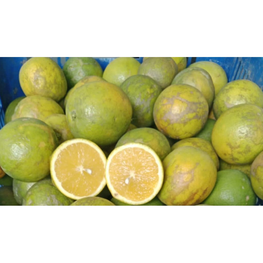 

jeruk baby java jeruk potong manis KHUSUS AREA MALANG