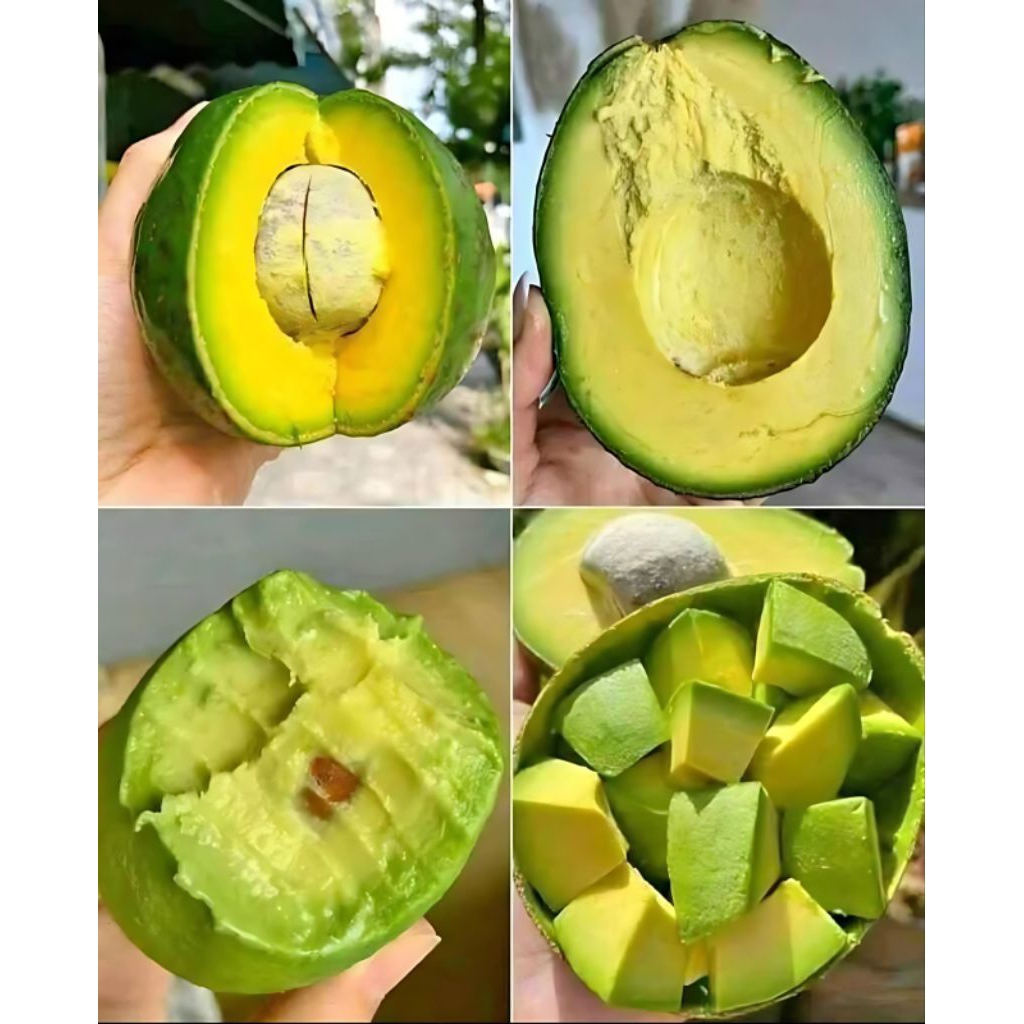 

Alpukat Mentega uk 3/4/5 bh