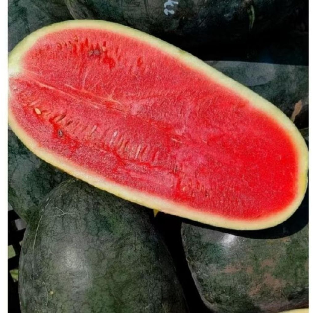 

semangka lonjong/kg
