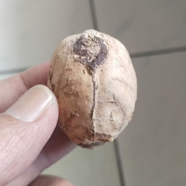 Kemiri Adu Muncang Adu Jayanti Si Raden Ori Malangbong Tua Jatuhan Size Besar