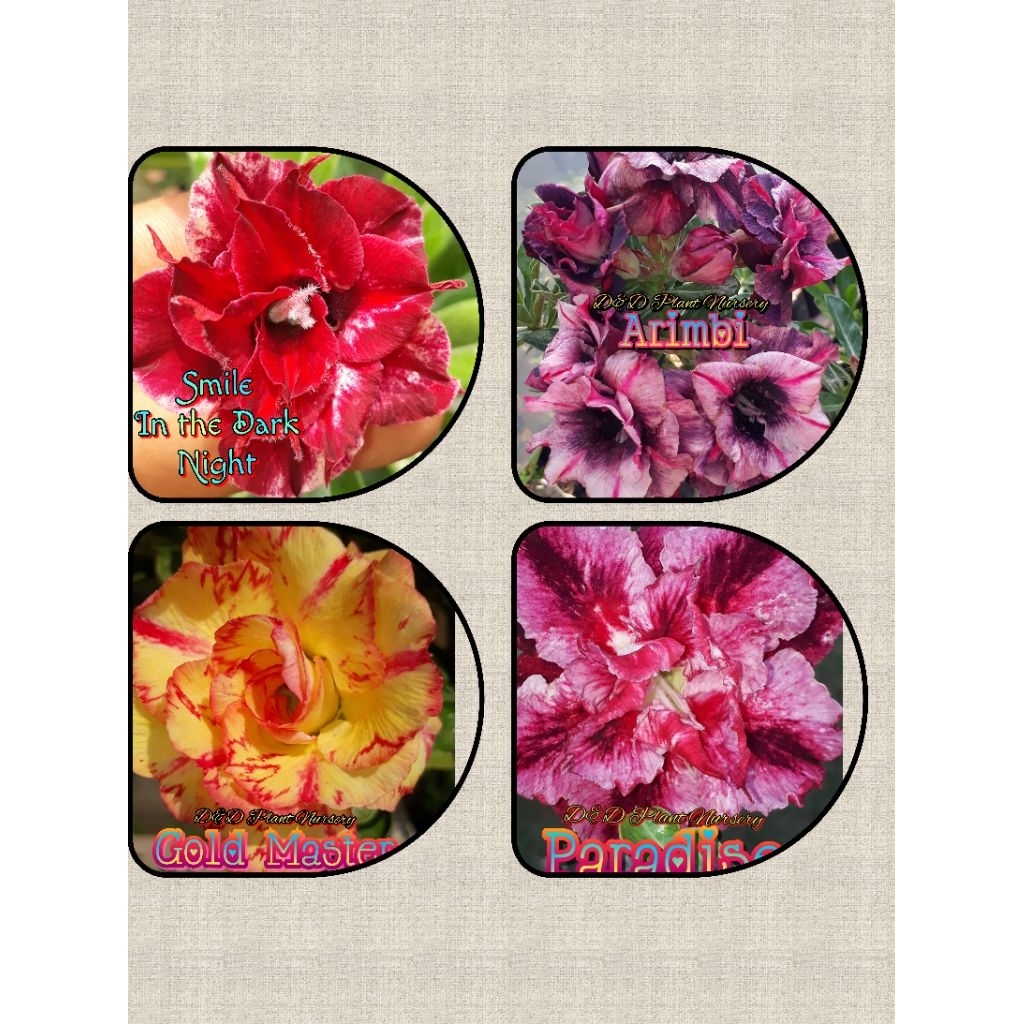 Entres Adenium bunga tumpuk( 4 warna)