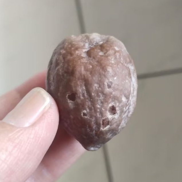 Kemiri Adu Muncang Adu Jayanti Si Poek Ori Batujajar Full Tua