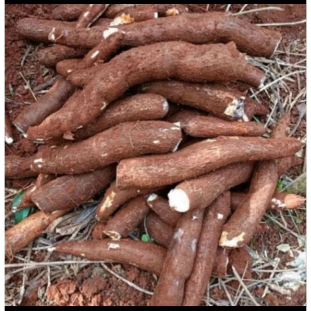 

singkong mentah segar 1 kilo