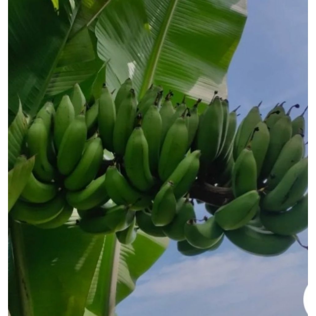 

Buah Pisang Ketip Tua Pohon Lombok Asli Lombok dengan Rasa Khas perbiji