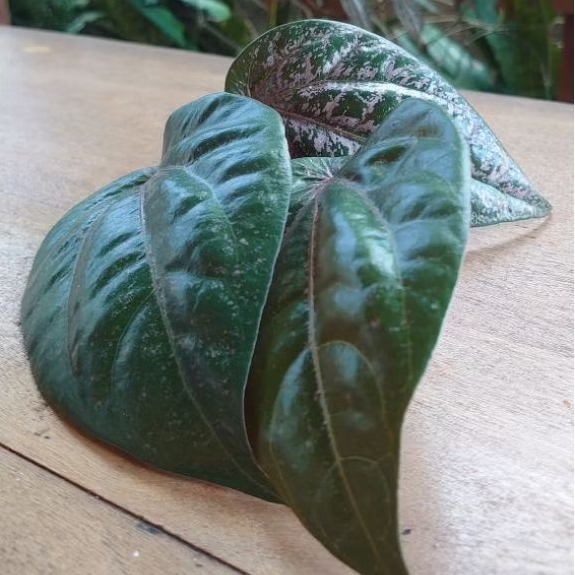 

Daun Sirih Merah per lembar segar Fresh di petik dadakan obat herbal