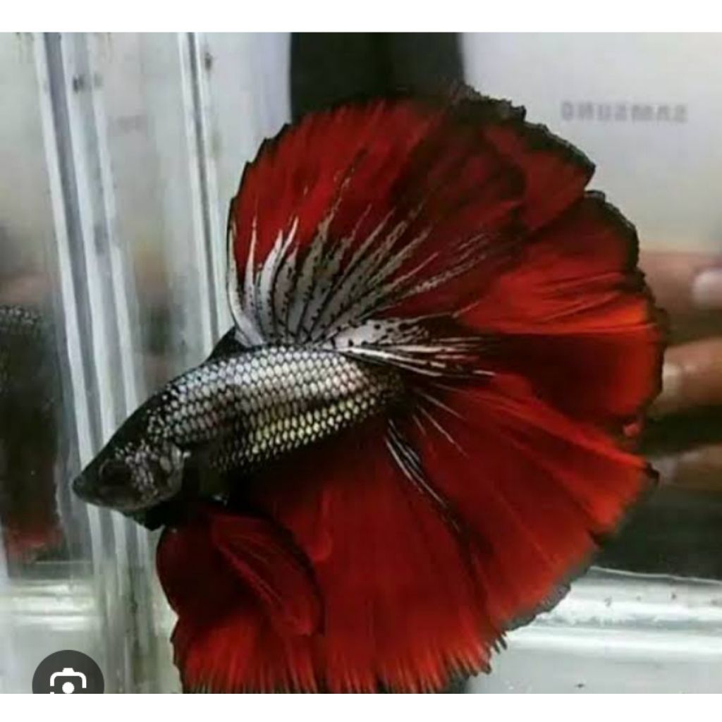 CUPANG RED COPPER HALFMOON ROSTAIL