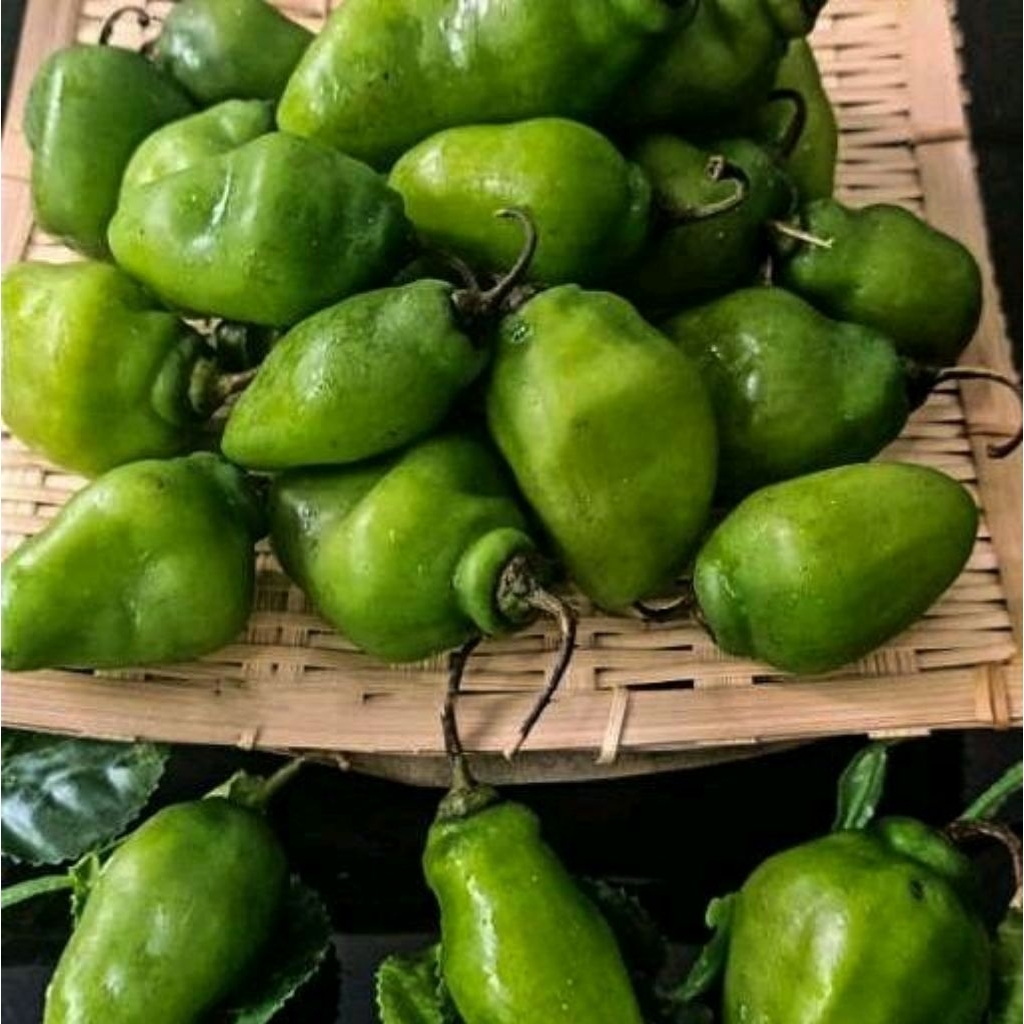 

CABAI GENDOT FRESS LANGSHNG DARI PETANI