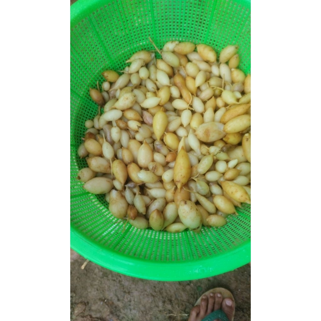 

rimpang temu putih/buah temu putih 1kg