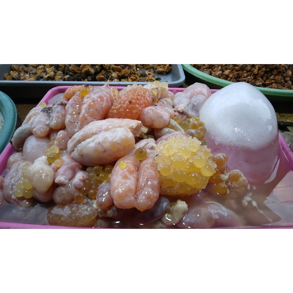

telur ikan manyung