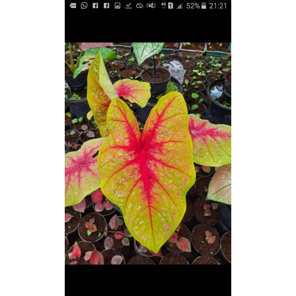 Tanaman Hias Caladium Tears Of The Sun Bibit Bonggol / Tanaman Bonggol Keladi Ters Of The Sun / Bisa