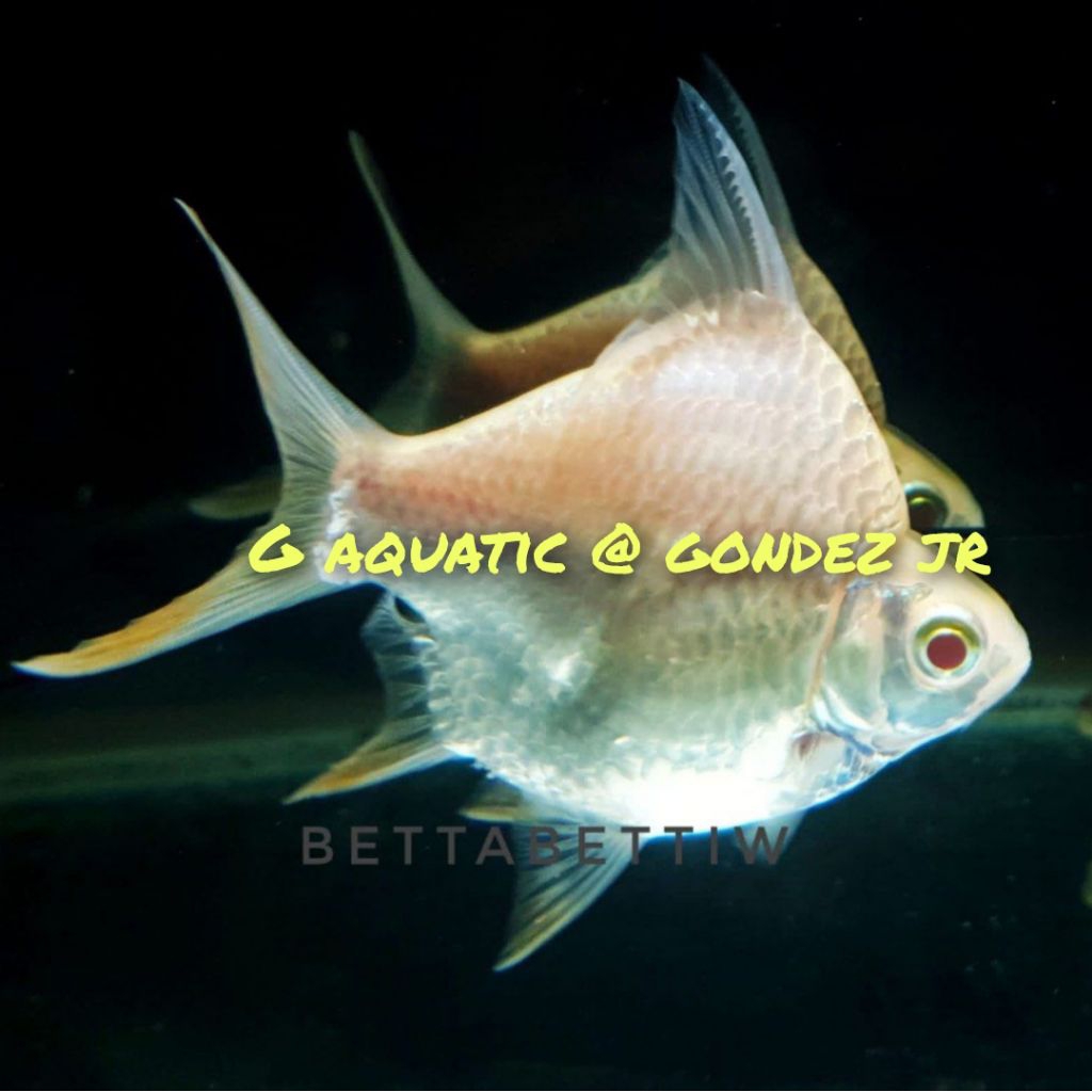 ikan kaviat albino SB size 5-6cm