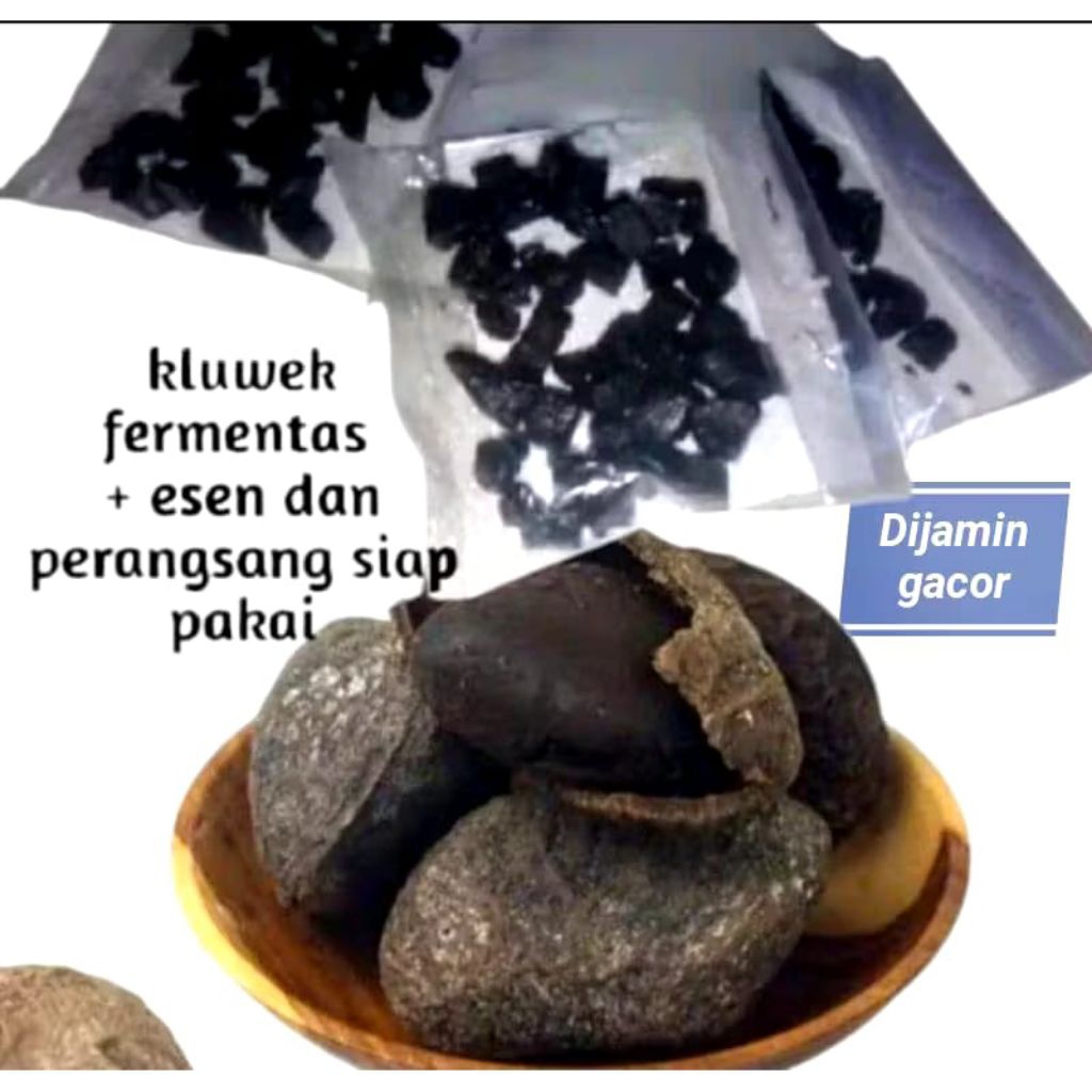 kluwek fermentasi umpan bawal gacorr