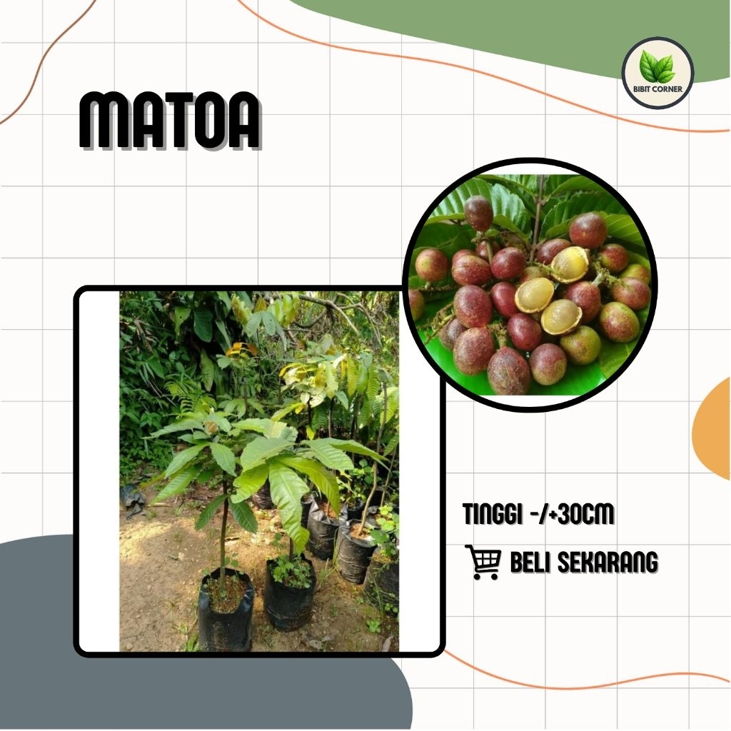 Bibit Matoa Super