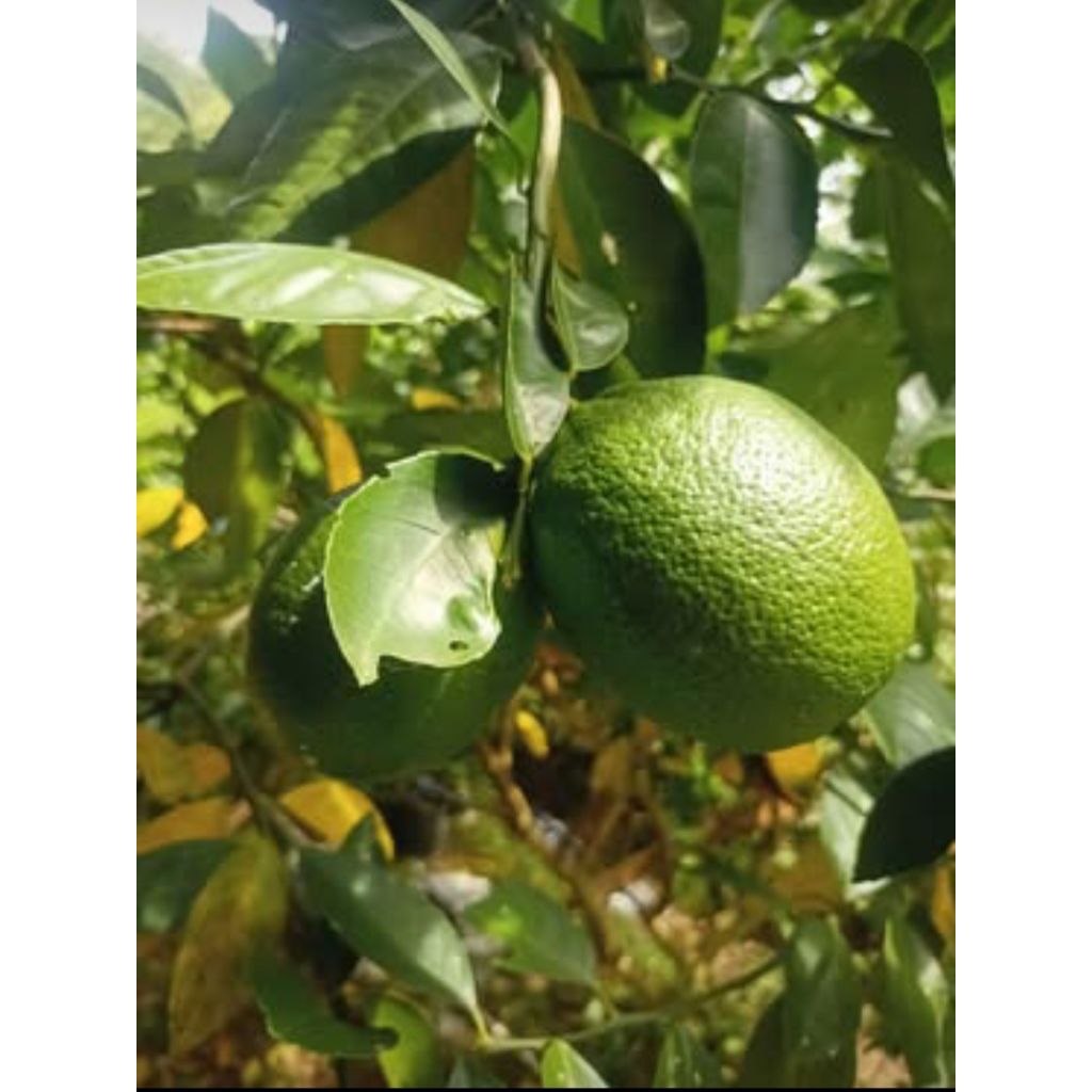 

Jeruk Lemon California Petik Pohon