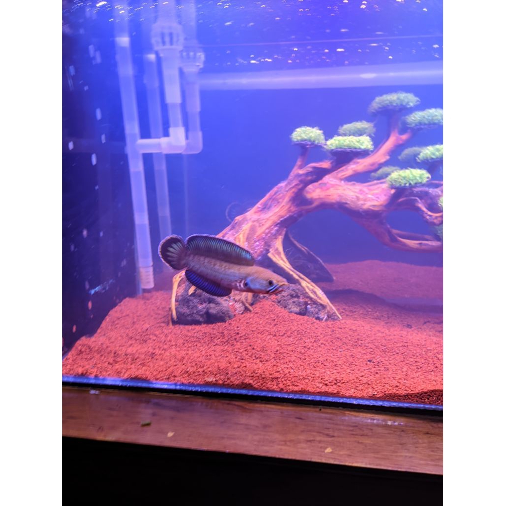 Chana andrao super gondrong bermental grade A++