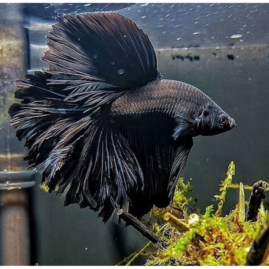 cupang halfmoon samurai warna hitam, ekor lebar, jantan galak istimewa