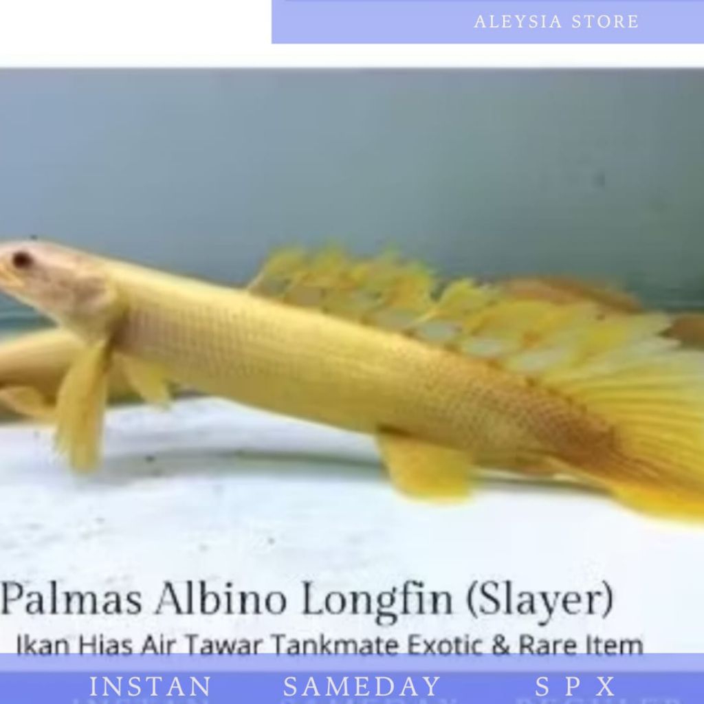 Palmas Albino Slayer Longfin Good Quality Koleksi Tankmate Hiasan Aquarium
