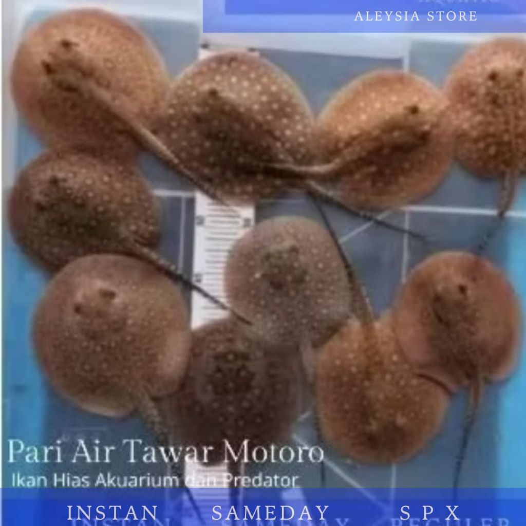 Pari Tawar Motoro Koleksi Tankmate Hiasan Aquarium Paludarium dam Kolam