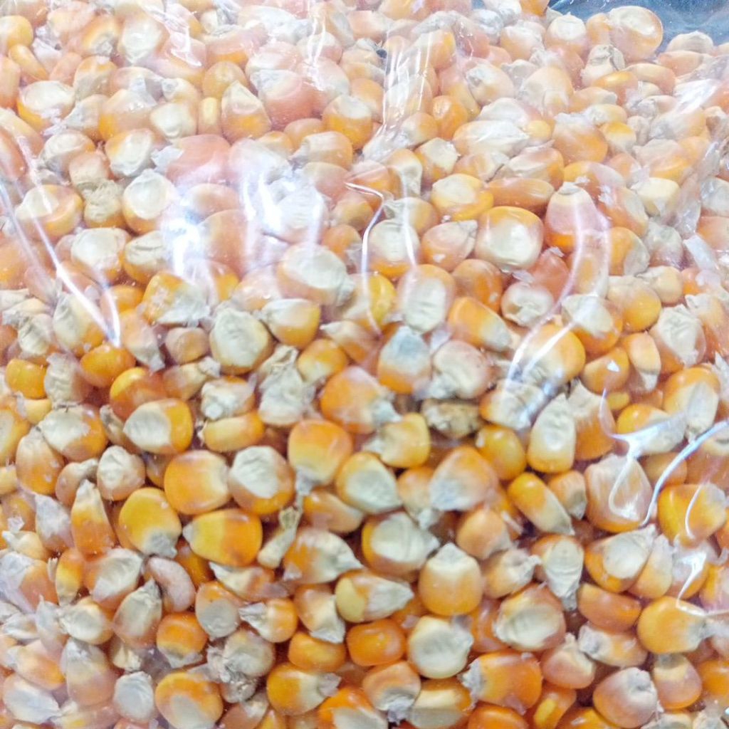 

Jagung Besar Pakan Ayam 1Kg