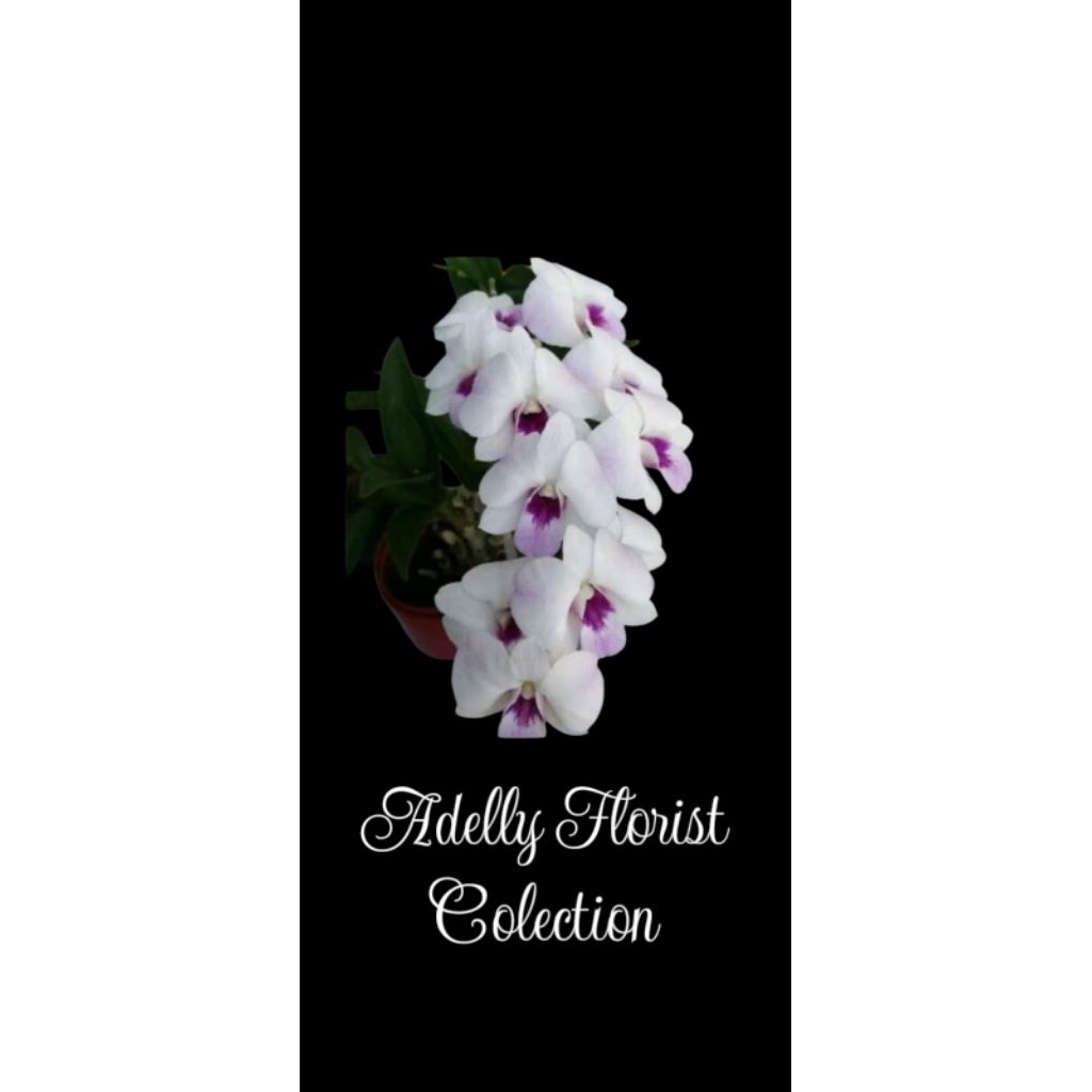 Anggrek dendrobium bulat