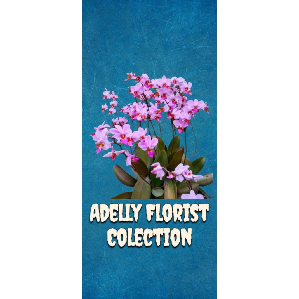 Anggrek bulan mini/doritis & dendrobium