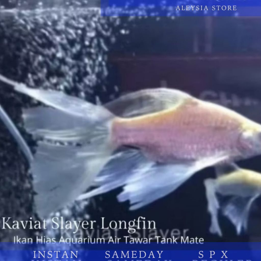 Kaviat Slayer Longfin Besar 20-25Cm Tankmate Hiasan Aquarium dan Kolam