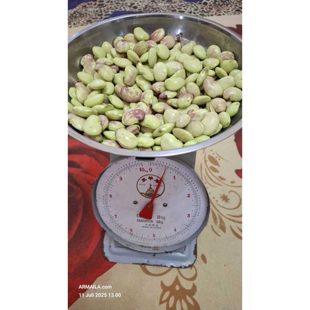 

Kacang Koro Segar Kupas/Kulit 500 Gram