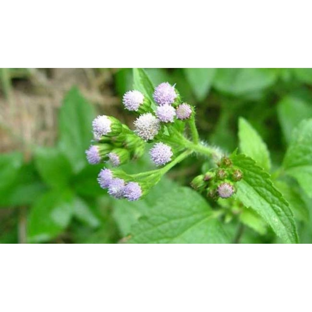 

daun bandotan babadotan segar/ herbal/obat herbal/